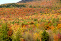 Fall colors - Lincoln Gap Rd