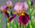 Another maroon Iris