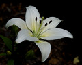 White lily