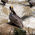 Brown Pelican - Goldfish Point - La Jolla