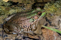 Green Frog - 6th fairway creek