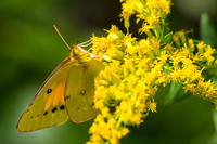Clouded Sulphur butterfly