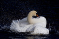 Mute Swan thrashing