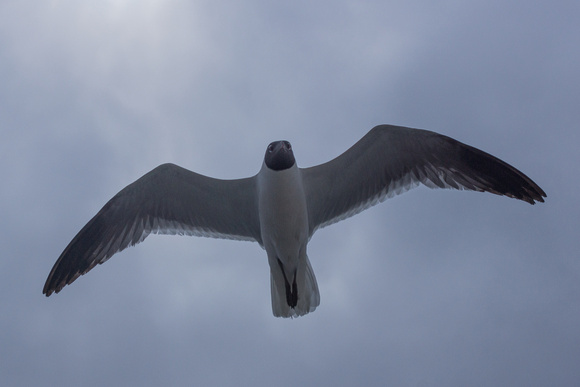 Another Gull