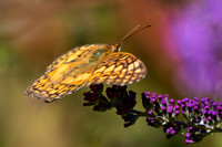 Variegated Fritillary butterfly