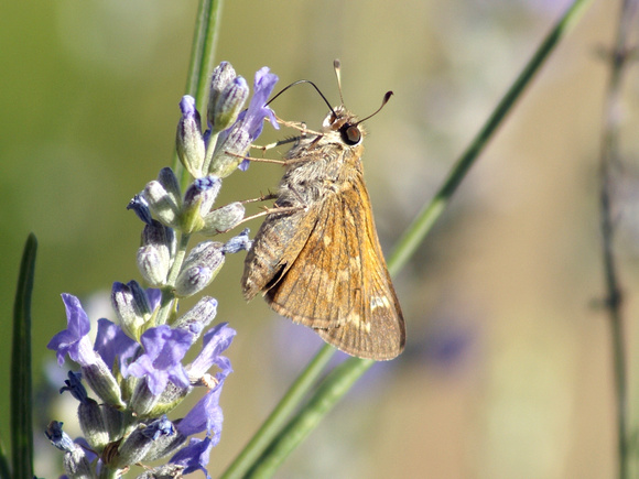 Skipper variety on Lavender