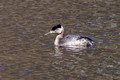 Red-necked Grebe - left side - Lake Audubon