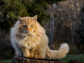 Cat on a Tree Stump - High Meadows Vineyard Inn