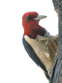 Red-headed Woodpecker on feeder