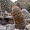 Minature barrel cactus - near Cattail Falls