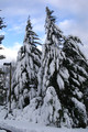Snow laden Pines