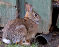 Cottontail by a drain pipe