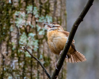 Carolina Wren