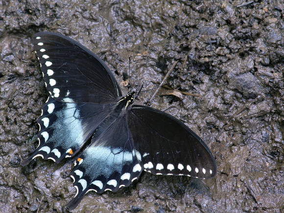 Spicebush Swallowtail in mud