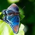 Red-spotted Purple - wings down