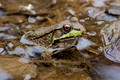 Young Green Frog - Lake Audubon tributary