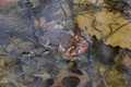 Mating Eastern American Toads and a lot of eggs