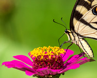 2019 Butterfly Count - July