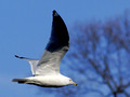 Ring-Billed Gull over Links Pond