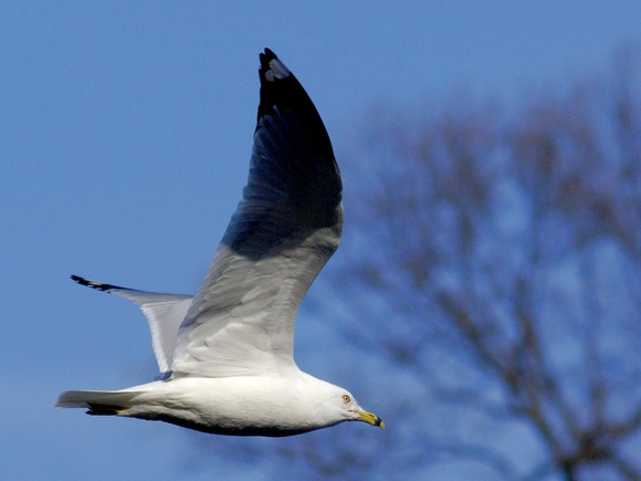 Ring-Billed Gull over Links Pond