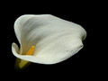 Residential Calla Lilly