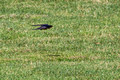 Barn Swallow - 16th fairway