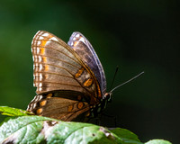 Red-spotted Purple butterfly