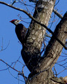 Pileated Woodpecker - Trap Point State Park