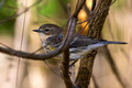 Yellow-rumped Warbler obscured