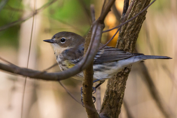 Yellow-rumped Warbler obscured