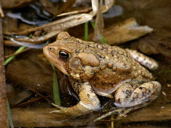 Links Pond Eastern American Toad
