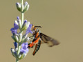 Clearwing Moth (Melittia cucurbitae) on Lavender