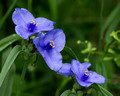 Violet wildflowers - below Terraset
