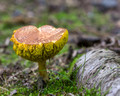 Unusual fungus