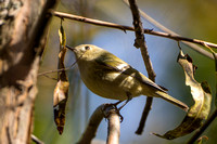 Ruby-crowned Kinglet