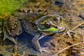 Green Frog - no bugs