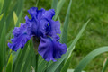 Iris - solid purple