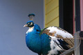 Peacock #1 - High Meadows Vineyard Inn