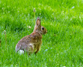 Cotton Tail in grass