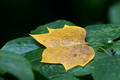 A fallen yellow leaf