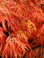 Leaf detail - Portland Japanese Garden