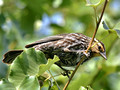 Female Red-winged Blackbird luring me away from nest