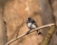 Dark-eyed Junco