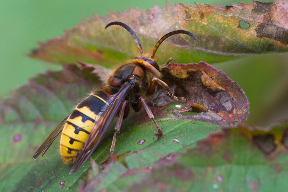 Leaf cutter bee or wasp