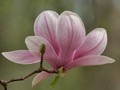 Tulip Magnolia - single bloom