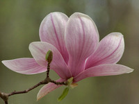 Links Pond Tulip Magnolia - 2010