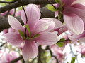 Tulip Magnolia blooms - underside