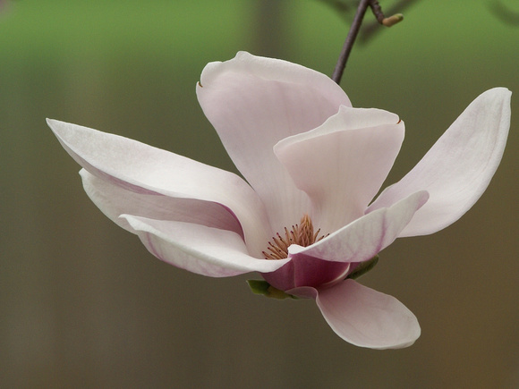 Tulip Magnolia - mostly white bloom