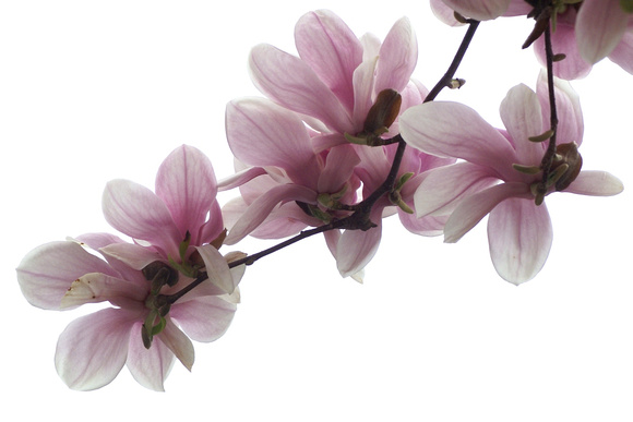 Tulip Magnolia blooms - backlit
