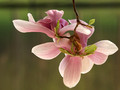 Tulip Magnolia - two blooms